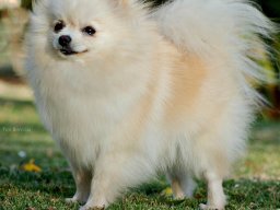 pomerania2