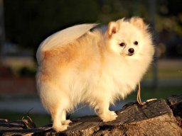 pomerania5