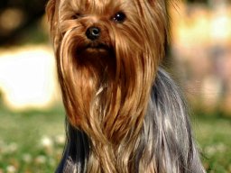 yorki2
